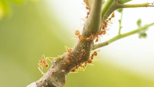 Image for Valor Pest Solutions with ID of: 5611499