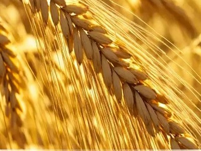 Image for U.S. Wheat Prices 2025, Trend, Graph, Chart and Forecast with ID of: 6430028