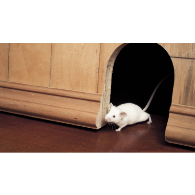 Image for Ready Pest Control with ID of: 5620223
