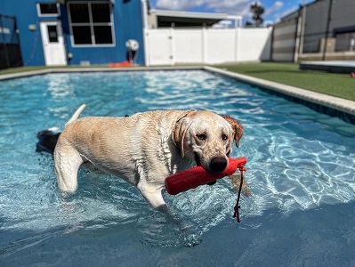 Image for The Dog Wizard Tampa with ID of: 5627194