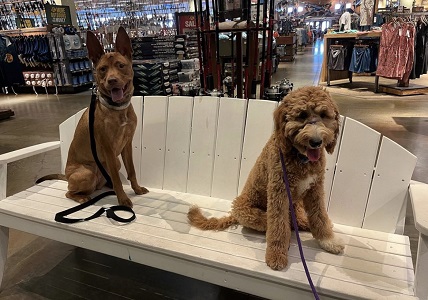 Image for The Dog Wizard Tampa with ID of: 5627199