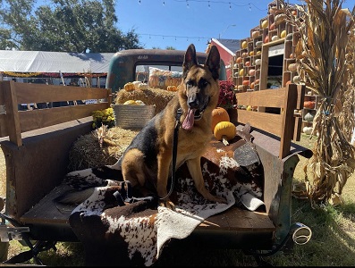 Image for The Dog Wizard Tampa with ID of: 5627203