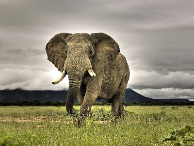 Image for WildJar with ID of: 5628743