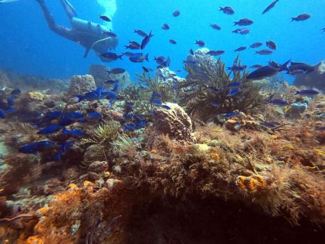 Image for Palm Beach Scuba with ID of: 5630849