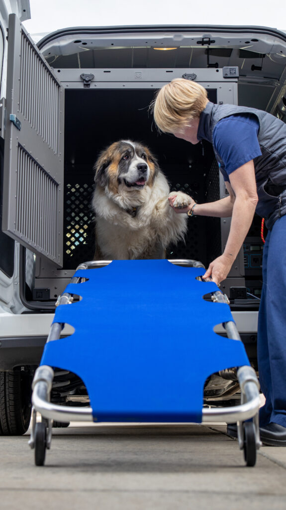 Image for Pet Medical Transport with ID of: 5633417