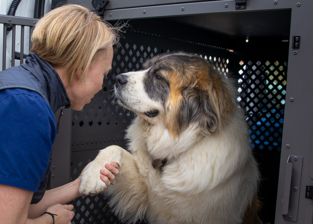 Image for Pet Medical Transport with ID of: 5633423