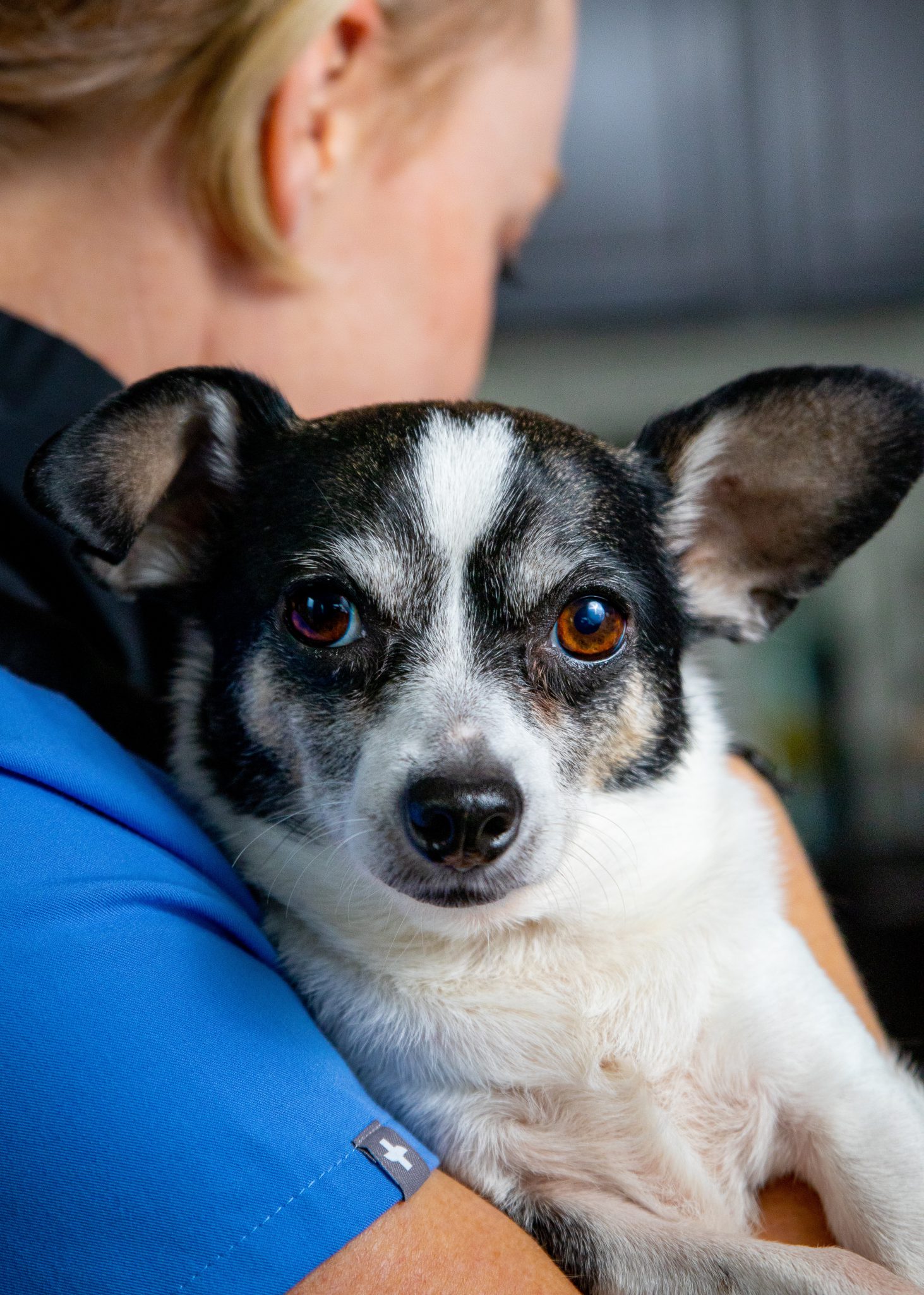 Image for Pet Medical Transport with ID of: 5633424