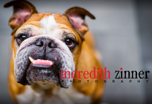Image for Meredith Zinner Photography with ID of: 5634100