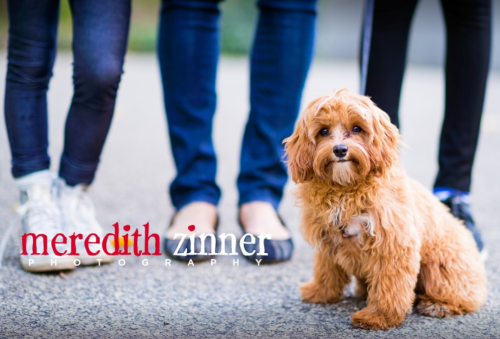 Image for Meredith Zinner Photography with ID of: 5634101