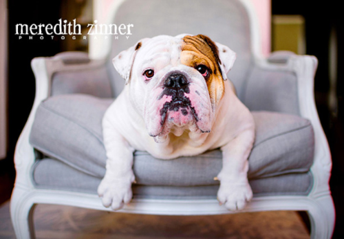 Image for Meredith Zinner Photography with ID of: 5634103