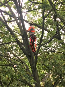 Image for Kramer Tree Specialists, Inc. with ID of: 5638252