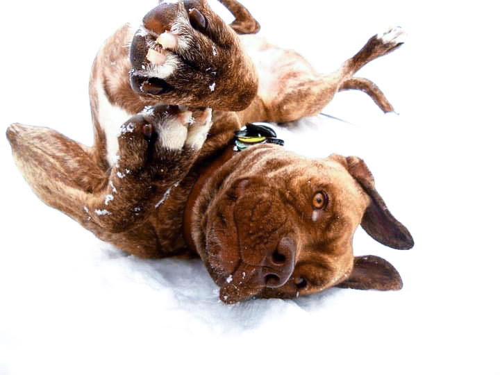 Image for Transition Dog Training with ID of: 5641000