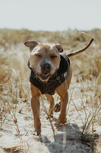 Image for Transition Dog Training with ID of: 5641001