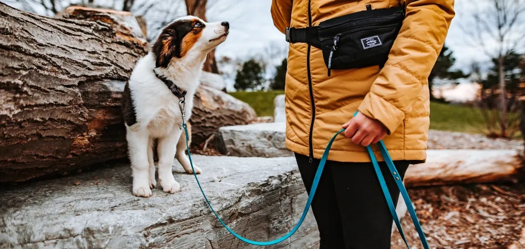 Image for Transition Dog Training with ID of: 5641002