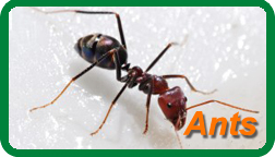 Image for Insight Pest Solutions with ID of: 645130