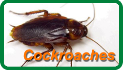 Image for Insight Pest Solutions with ID of: 645131