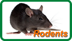 Image for Insight Pest Solutions with ID of: 645132