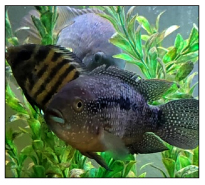 Image for Fish Barn with ID of: 5647272