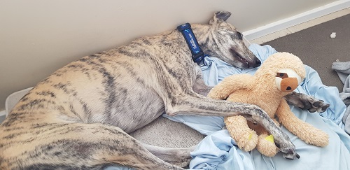 Image for Greyhounds As Pets with ID of: 5647494