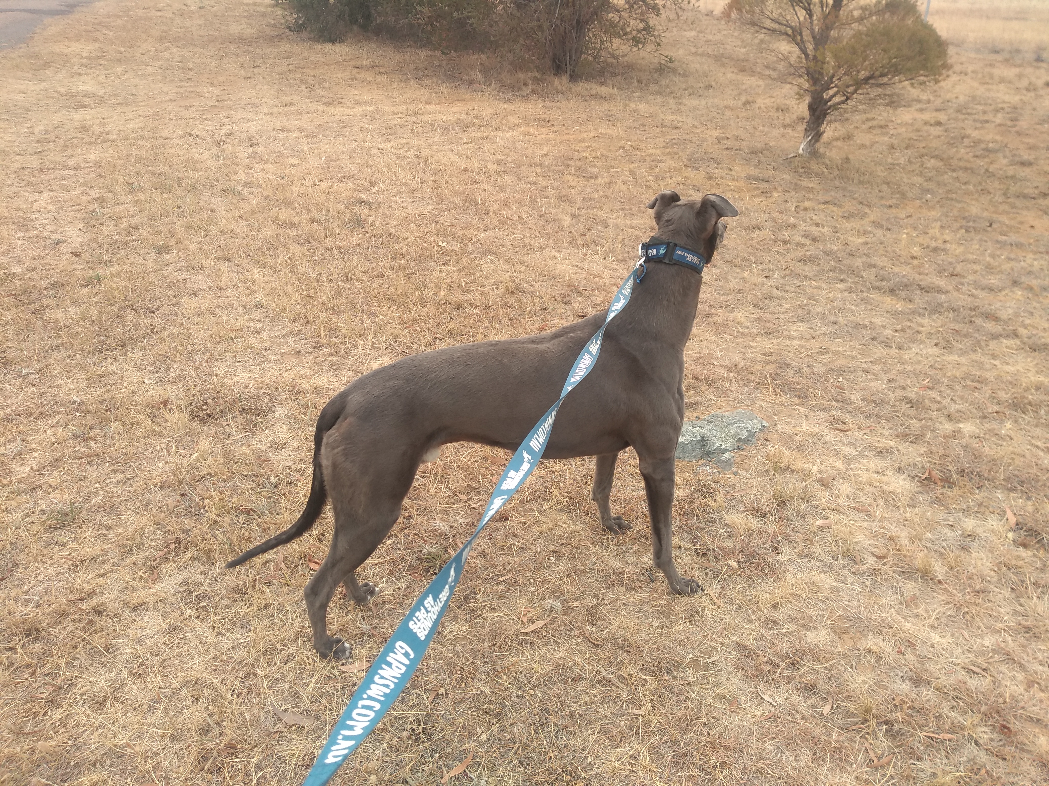 Image for Greyhounds As Pets with ID of: 5647497