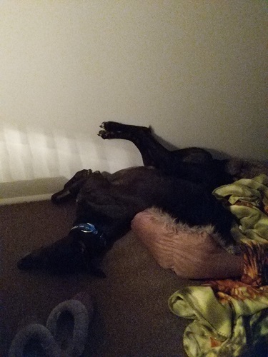 Image for Greyhounds As Pets with ID of: 5647505