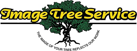 Image for Image Tree Service with ID of: 6453777