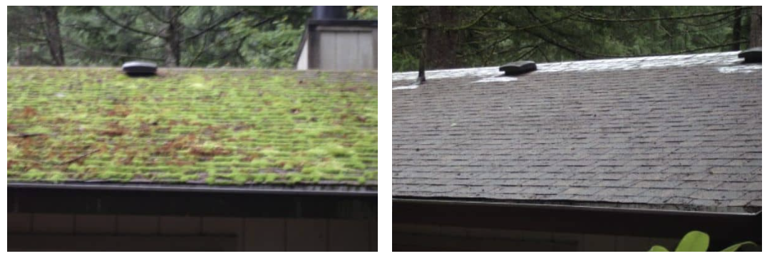 Image for NW Moss Removal with ID of: 5649494