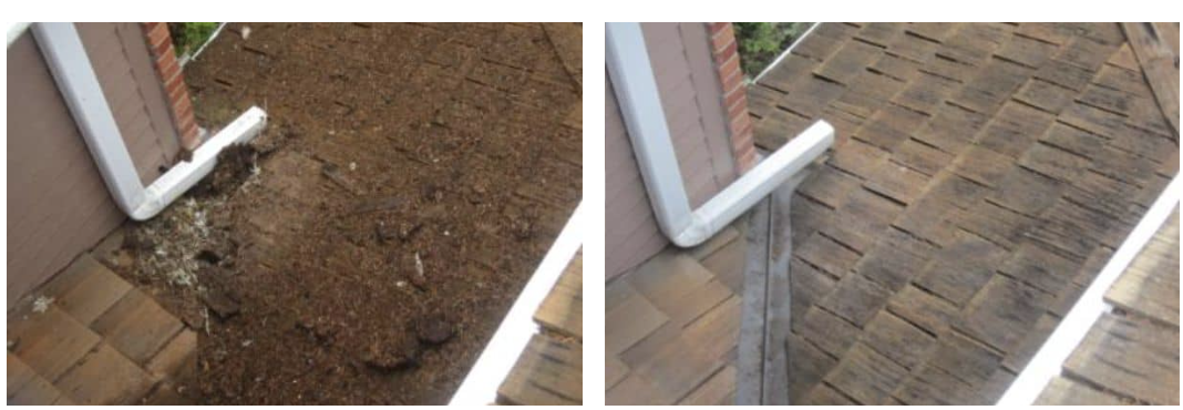 Image for NW Moss Removal with ID of: 5649495
