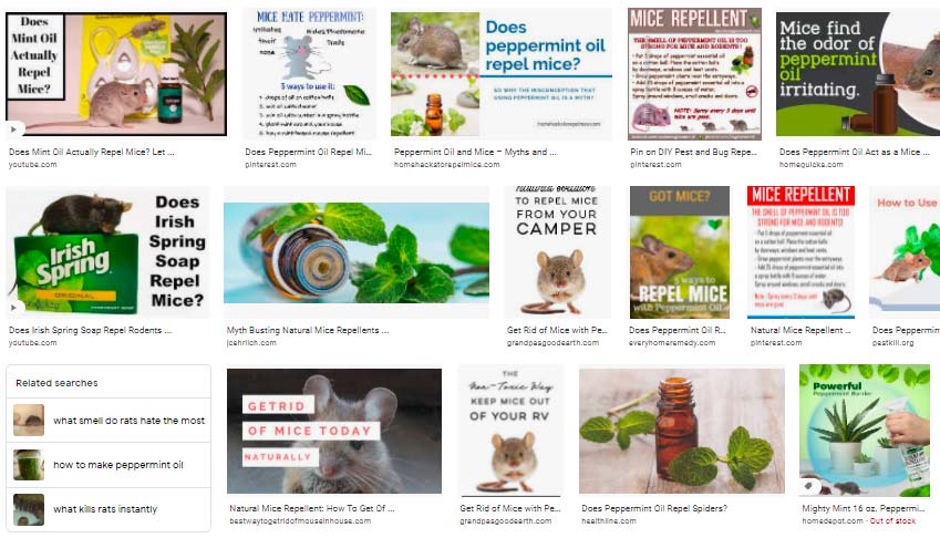 Image for Peppermint Oil For Mice – Does it Work? with ID of: 5649600