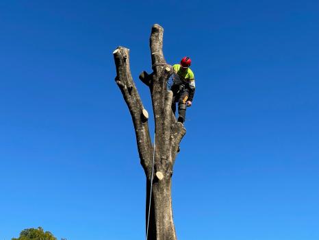 Image for Treepeeps Pty Ltd with ID of: 5656262