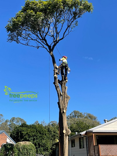Image for Treepeeps Pty Ltd with ID of: 5656265