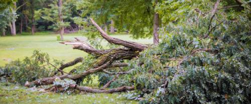 Image for Tree Giants with ID of: 5660533
