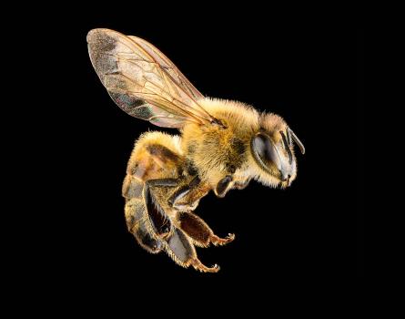 Image for Tyler's Austin Bee Removal with ID of: 5663904