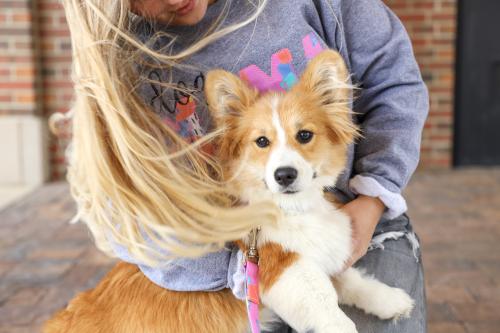 Image for Duke and Fox with ID of: 5664360