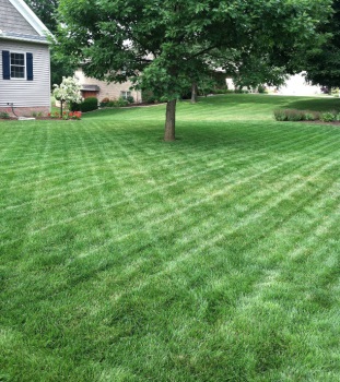 Image for Greener Grass Organic Lawn & Pest with ID of: 5665808