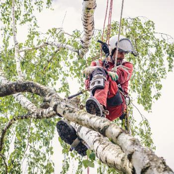 Image for Silver Maple Tree Service with ID of: 5669318