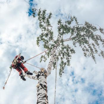 Image for Silver Maple Tree Service with ID of: 5669330
