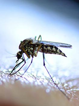 Image for Bug-U Pest Control LLC with ID of: 5669910