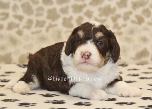 Image for Whistle Hill Puppies with ID of: 5671830