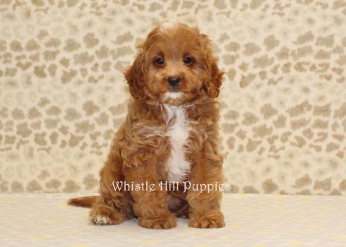 Image for Whistle Hill Puppies with ID of: 5671831