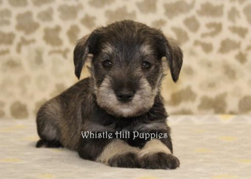 Image for Whistle Hill Puppies with ID of: 5671832