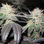 Image for Northwest Wellness Center with ID of: 647163
