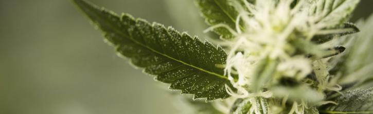 Image for The Green Solution with ID of: 647428