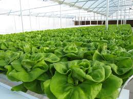Image for Grow Depot with ID of: 647539