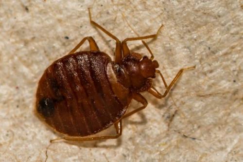 Image for BedBug Solutions of New England LLC with ID of: 5682705