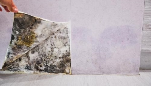 Image for Mold Experts of Frederick with ID of: 5686102