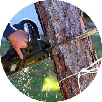 Image for Parker Tree Trimming with ID of: 5687503