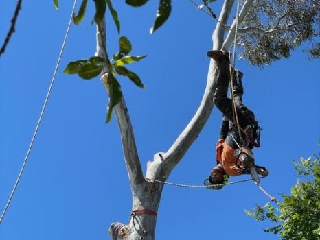 Image for Bay City Tree Services with ID of: 5690872