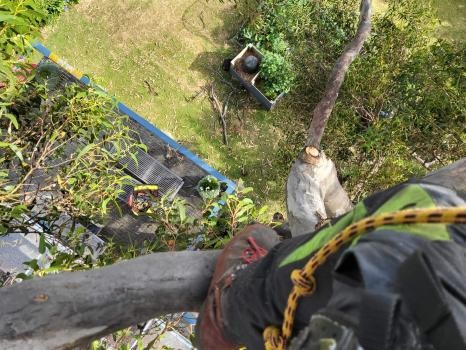Image for Bay City Tree Services with ID of: 5690875