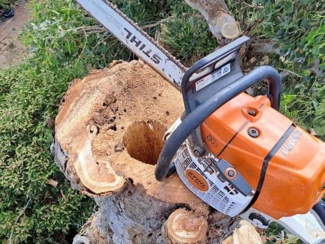 Image for Bay City Tree Services with ID of: 5690877